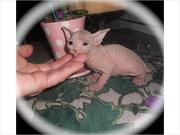 cute and healthy sphynx kittens for sale