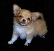 Cute Chihuahua Puppies 